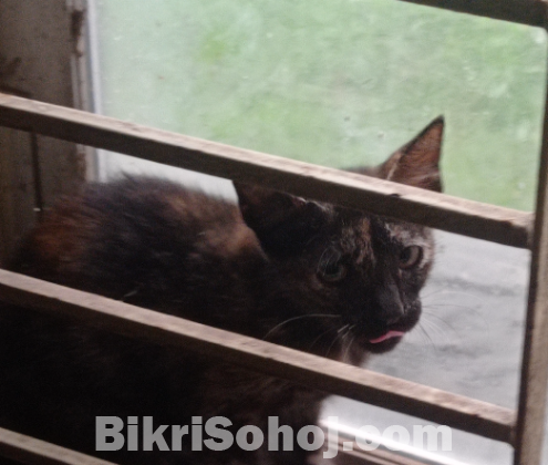 Parisian cat mixed breed